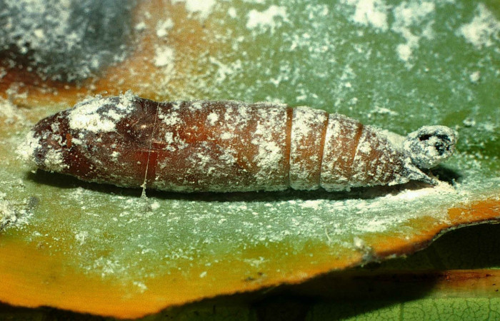 Fig. 14  Pupa de  <i>Cynea megalops</i> mostrando la parte lateral, capsula de pupa Voucher: 00-SRNP-11393-DHJ54339.jpg