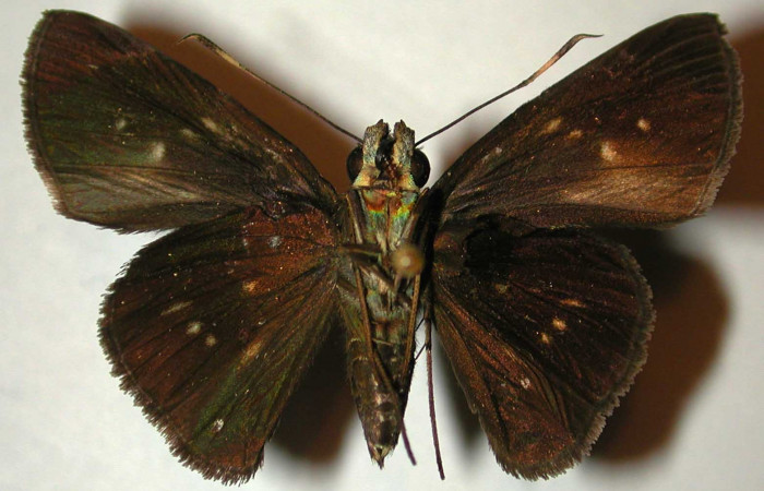 Fig.16 Adulto de <i>Cynea megalops</i> mostrando la parte ventral,  Macho, Voucher: 00-SRNP-11393-DHJ32947.jpg