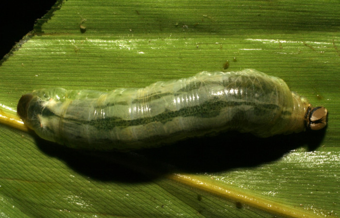 Fig.1  Larva de Cynea megalops último estadío  vista dorsal, mostrando cuerpo entero Voucher: 05-SRNP-33074-DHJ405344.jpg