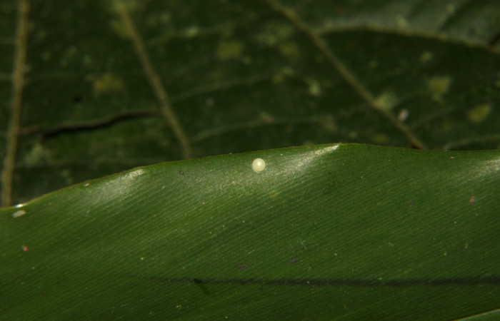Fig. 3  Huevo en  margen de la hoja de Cynea megalops  vista dorsal Voucher: 16-SRNP-30141-DHJ729194.jpg