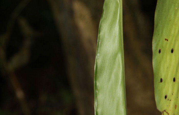 Fig. 5 Larva de  Cynea megalops penultimo estadío ,mostrando forma de casita  en Voucher:16-SRNP-30129-DHJ729175.jpg