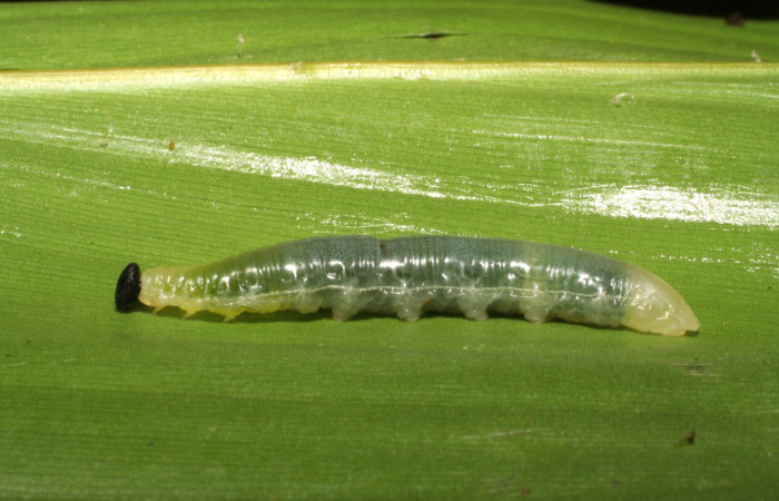 Fig. 7  Larva de Cynea megalops penúltimo estadío vista dorsal mostrando la cabeza .  Voucher: 05-SRNP-33073-DHJ405342.jpg