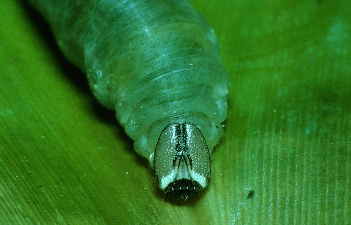 Fig.8  Larva de Cynea megalops  último estadío vista dorsal, mostrando la cabeza en forma frontal.  Voucher: 03-SRNP-34373-DHJ79735.jpg