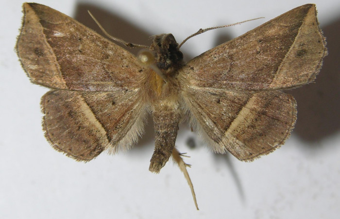 Fig.10 Adulto <i>Antiblemma</i>  Janzen34 dorsal. macho. Voucher: 11-SRNP-33551-DHJ556936.jpg