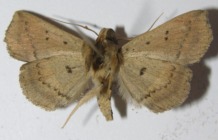 Fig.11 Adulto <i>Antiblemma</i>  Janzen34 ventral. macho. Voucher;  11-SRNP-33551-DHJ556937.jpg