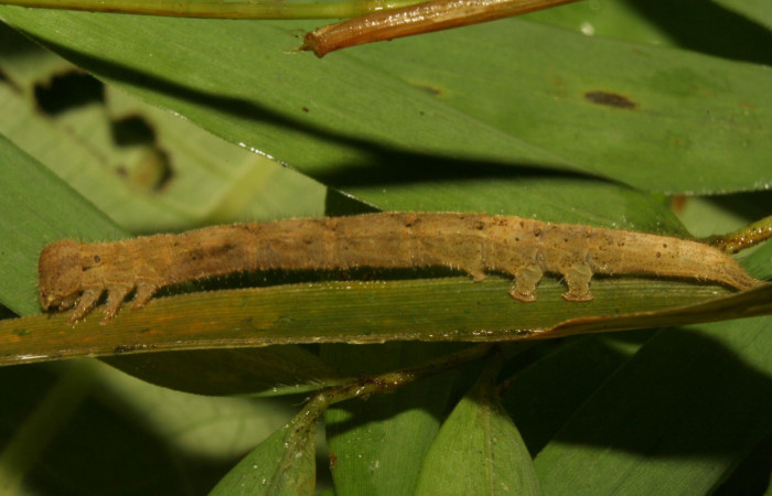 Fig .1  Larva <i> Antiblemma</i>  Janzen34 en último estadio mostrando parte dorsal. Voucher: 11-SRNP-33551-DHJ484958.jpg