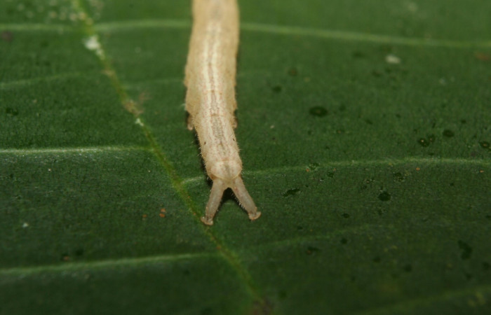 Fig.2 Larva  <i>Antiblemma</i>  Janzen34 en último estadío mostrando la parte propatas, caracteristica. importante de la familia Erebidae Voucher: 12-SRNP-70348-DHJ494909.jpg