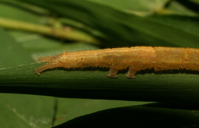 Fig .3  Larva <i>Antiblemma</i>  Janzen34  en último estadio mostrando parte lateral últimos segmentos. Voucher: 12-SRNP-65156-DHJ487873.JPG