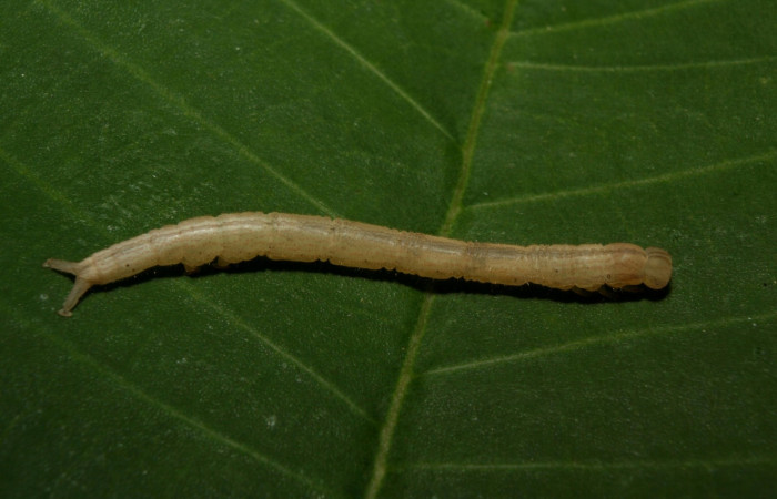Fig .4  Larva <i>Antiblemma</i>  Janzen34  en penúltimo estadio mostrando parte dorsal. Voucher: 12-SRNP-70348-DHJ494905.jpg