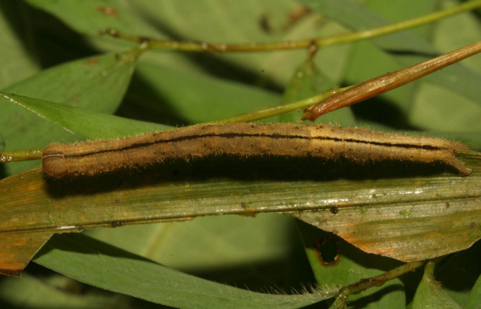 Fig. 5 Larva <i>Antiblemma</i>  Janzen34 en último estadio mostrando parte dorsal raya negra.  Voucher: 11-SRNP-33551-DHJ484960.jpg