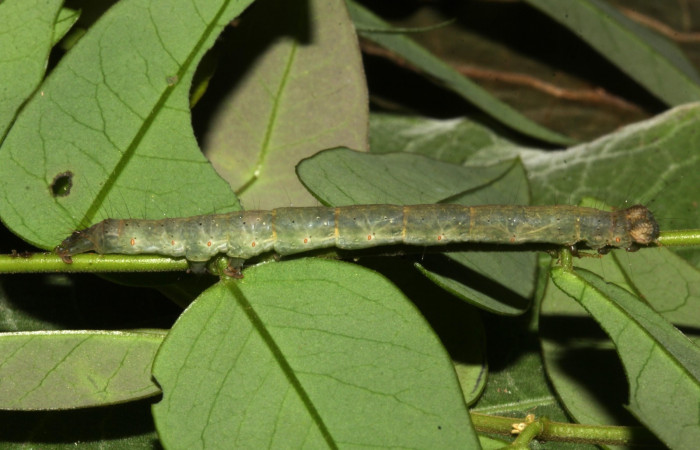 Fig .7  Larva <i>Antiblemma incarnans</i>  en último estadio parte lateral mostrando diferencia entre <i>Antiblemma</i>  Janzen34. Voucher: 19-SRNP-30661-DHJ764851.jpg