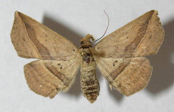 Fig.8 Adulto <i>Antiblemma</i>  Janzen34 dorsal. Hembra. Voucher:  12-SRNP-72076-DHJ567592.jpg