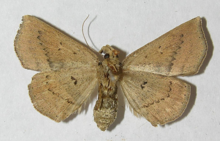 Fig.9 Adulto <i>Antiblemma</i>  Janzen34 ventral. Hembra. Voucher: 12-SRNP-72076-DHJ567593.jpg