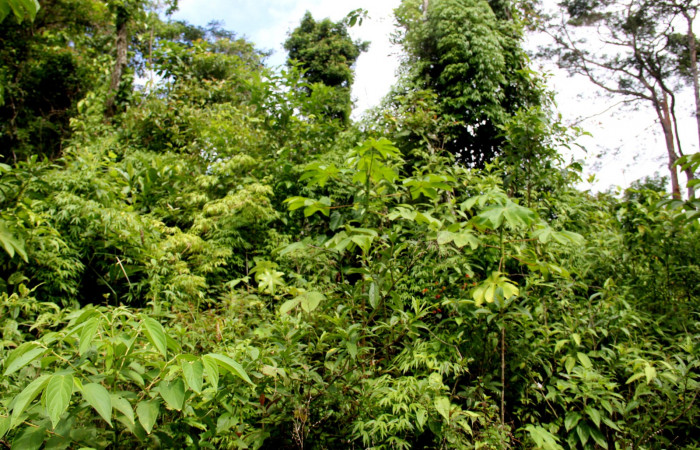 Fig.1 <i>Rhipidocladum racemiflorum</i> planta entera cubriendo copas de otras especies.