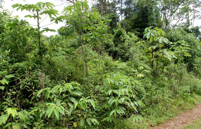 Fig.2 <i>Rhipidocladum racemiflorum</i> Hábitat en margenes de caminos,