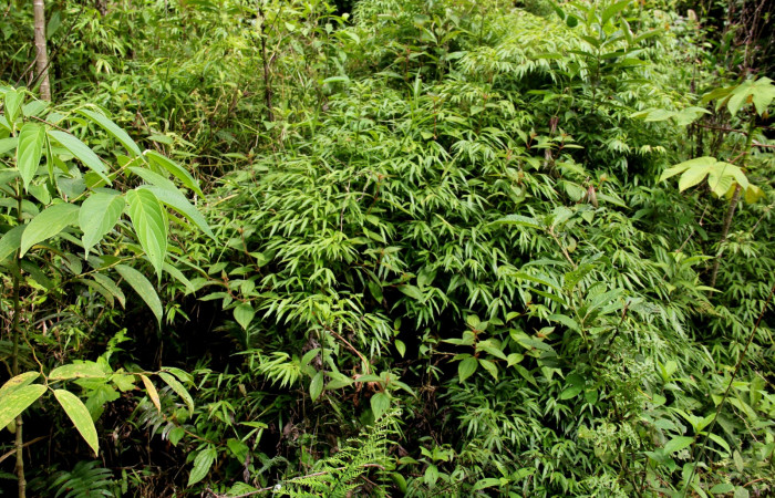 Fig.3  <i>Rhipidocladum racemiflorum</i>  Follaje