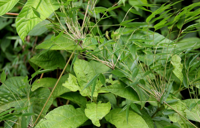 Fig.1 <i>Rhipidocladum racemiflorum</i>  forma de nudos