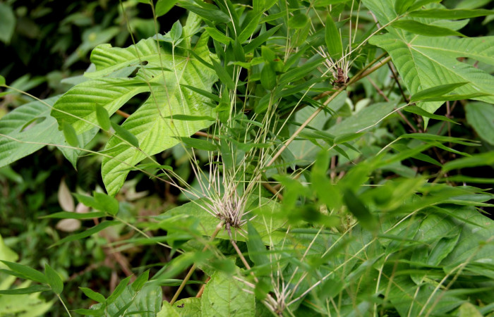 Fig.1 <i>Rhipidocladum racemiflorum</i>  Posición de nudos.