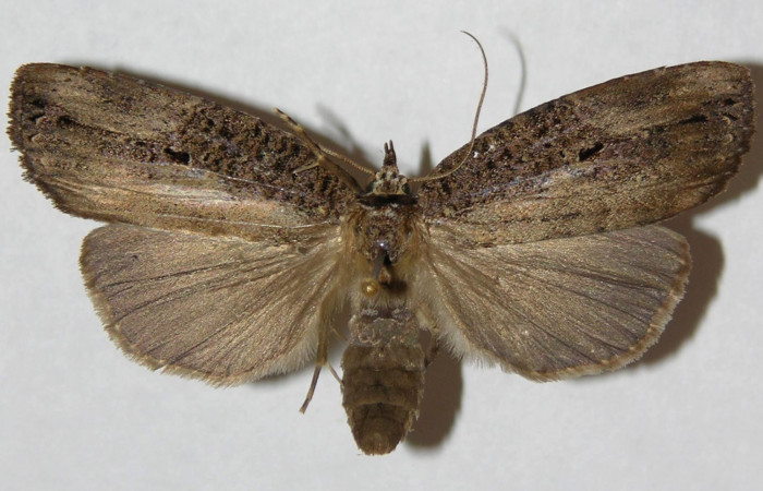 Figura 7. Adulto de <i>Tagela cayuga</i> (Notodontidae), hembra vista dorsal, localidad La Guitarra, Sector El Hacha ACG (355m). Voucher: 01-SRNP-24429-DHJ310482.jpg.