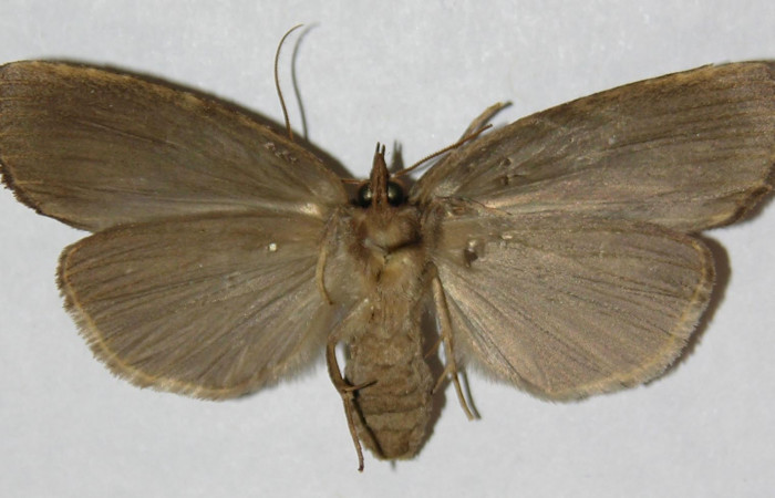 Figura 8. Adulto de <i>Tagela cayuga</i> (Notodontidae), hembra vista ventral, localidad La Guitarra, Sector El Hacha ACG (355m). Voucher: 01-SRNP-24429-DHJ310483.jpg.