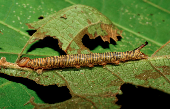 Figura 4. Larva <i>Tagela cayuga</i> (Notodontidae), último estadío (U) vista lateral, localidad Pasmompa, Sector Pitilla ACG (440m). Voucher: 06-SRNP-30928-DHJ412462.jpg.