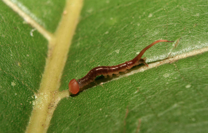 Figura 2. Larva <i>Tagela cayuga</i> (Notodontidae), tercer estadío (PPU) vista dorsal, localidad Medrano, Estación Biológica Quica Sector Pitilla ACG (380m). Voucher: 14-SRNP-70403-DHJ722081.jpg.