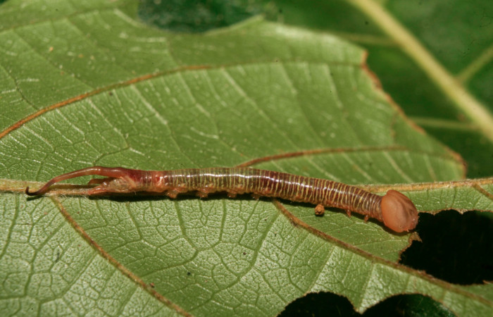 Figura 3. Larva <i>Tagela cayuga</i> (Notodontidae), penúltimo estadío (PU) vista lateral, localidad Medrano, Estación Biológica Quica Sector Pitilla ACG (380m). Voucher: 14-SRNP-70403-DHJ722088.jpg.