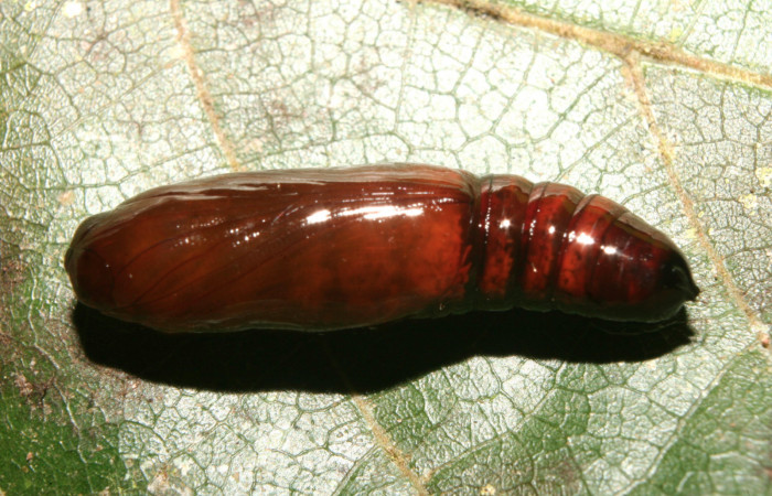 Figura 6. Pupa de <i>Tagela cayuga</i> (Notodontidae), vista dorsal, localidad Medrano, Estación Biológica Quica Sector Pitilla ACG (380m). Voucher: 14-SRNP-70403-DHJ722296.jpg.