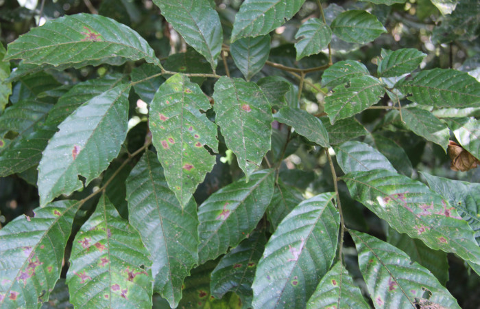 Figura 11. Planta hospedera de <i>Tagela cayuga</i> (Notodontidae), esta planta se llama <i>Cupania glabra</i> (Sapindaceae), localidad Bullas, Estación Biológica Quica Sector Pitilla ACG (440m).