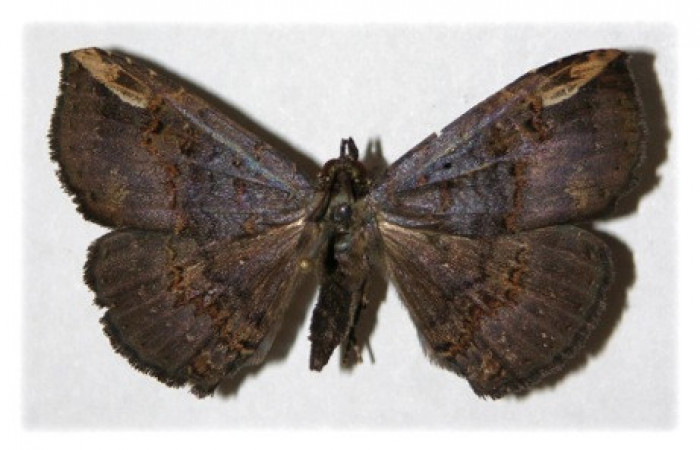 Figura 7. Adulto de <i>Phaeoblemma dares</i> (Erebidae), hembra vista dorsal, localidad Sendero Corredor Sector San Cristóbal ACG (620m). Voucher: 04-SRNP-4019-DHJ314748.jpg.