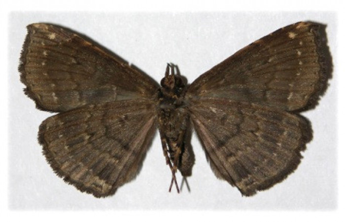 Figura 8. Adulto de <i>Phaeoblemma dares</i> (Erebidae), hembra vista ventral, localidad Sendero Corredor Sector San Cristóbal ACG (620m). Voucher: 04-SRNP-4019-DHJ314749.jpg.