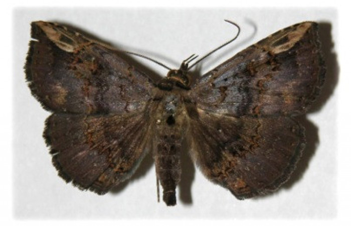 Figura 9. Adulto de <i>Phaeoblemma dares</i> (Erebidae), macho vista dorsal, localidad Puente Palma, Sector San Cristóbal ACG (460m). Voucher: 04-SRNP-60273-DHJ314742.jpg.