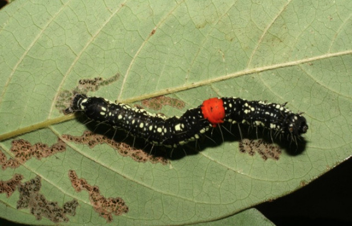Figura 4. Larva <i>Phaeoblemma dares</i> (Erebidae), último estadío (U)vista dorsal, localidad Estación La Perla, Sector Mundo Nuevo ACG (325m). Voucher: 05-SRNP-59246-DHJ408548.jpg.