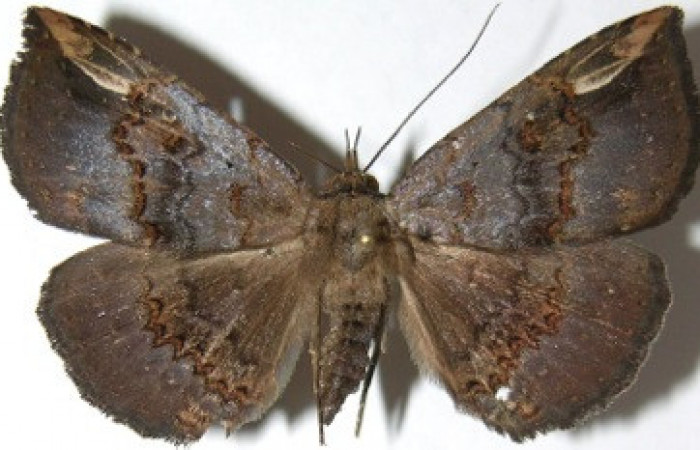 Figura 1. Adulto de <i>Phaeoblemma dares</i> (Erebidae), vista dorsal, localidad Tangelo Sector Del Oro ACG (410m). Voucher: 07-SRNP-24446-DHJ388762.jpg.