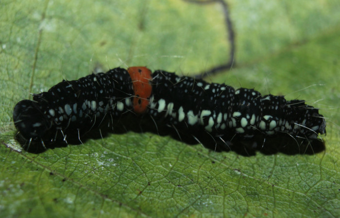 Figura 5. Larva <i>Phaeoblemma dares</i> (Erebidae), estado de prepupa, vista dorsal, localidad Medrano, Estación Biológica Quica, Sector Pitilla ACG (380m). Voucher: 14-SRNP-71855-DHJ726321.jpg.