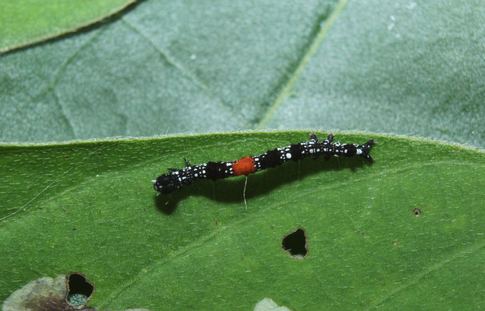 Figura 2. Larva <i>Phaeoblemma dares</i> (Erebidae), tercer estadío (PPU) vista dorsal, localidad Medrano Estación Biológica Quica, Sector Pitilla ACG (380m). Voucher: 14-SRNP-71863-DHJ726146.jpg.