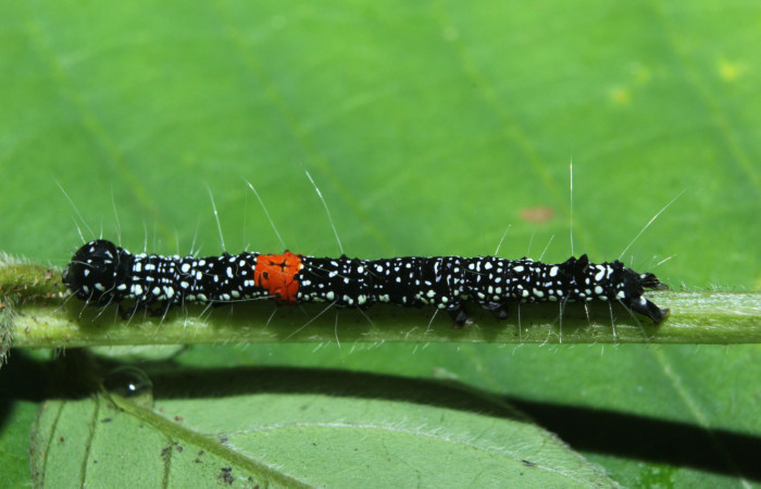 Figura 3. Larva <i>Phaeoblemma dares</i> (Erebidae), penúltimo estadío (PU) vista dorsal, localidad Medrano Estación Biológica Quica, Sector Pitilla ACG (380m). Voucher: 14-SRNP-71863-DHJ726260.jpg.
