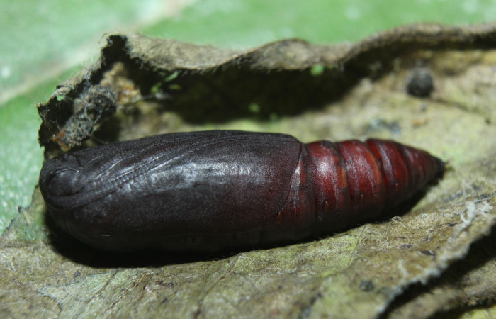 Figura 6. Pupa de <i>Phaeoblemma dares</i> (Erebidae), vista dorsal, localidad Medrano, Estación Biológica Quica, Sector Pitilla ACG (380m). Voucher: 14-SRNP-71863-DHJ726327.jpg.