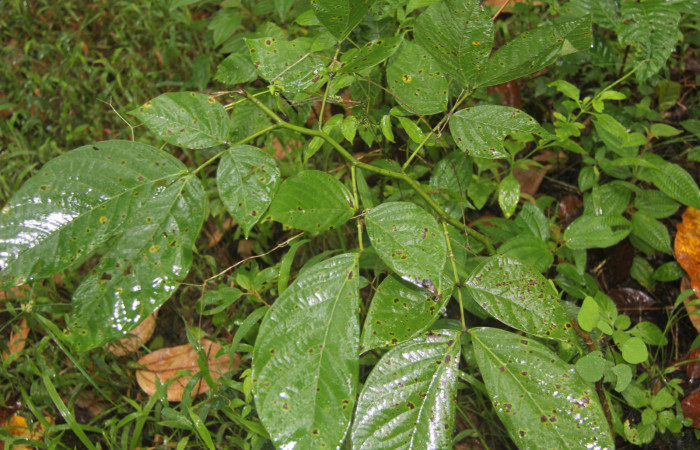 Figura 13. Planta hospedera de <i>Phaeoblemma dares</i> (Erebidae), esta planta se llama <i>Senna papillosa</i> (Fabaceae), localidad Estación Biológica Quica Sector Pitilla ACG (470m).
