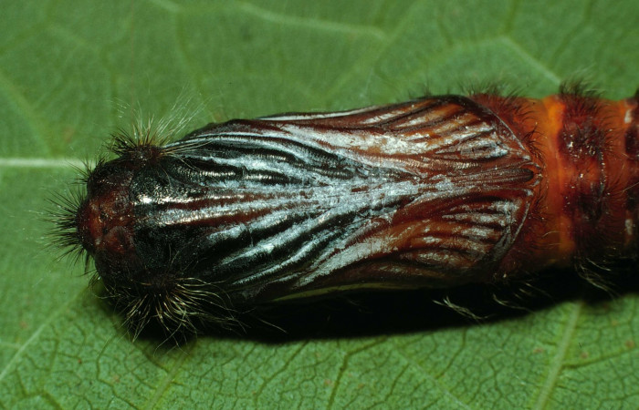 Fig.8  Pupa de <i>Jemadia suekentonmiller</i>  mostrando la parte ventral Voucher: 02-SRNP-13059-DHJ69690.jpg,