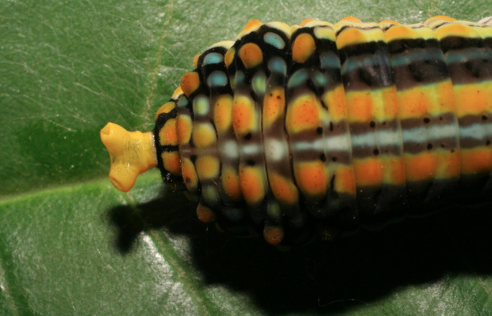 Figura 5. Larva <i>Mimoides clusoculis</i> (Papilionidae), vista estructura osmeterio, localidad Sendero Nayo Sector Cacao ACG (1090m). Voucher: 06-SRNP-35142-DHJ413627.jpg.