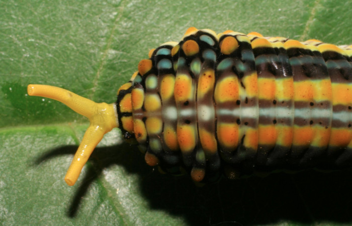 Figura 6. Larva <i>Mimoides clusoculis</i> (Papilionidae), vista estructuras osmeterio, localidad Sendero Nayo Sector Cacao ACG (1090m). Voucher: 06-SRNP-35142-DHJ413628.jpg.