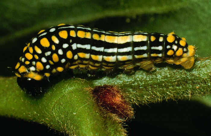 Figura 3. Larva <i>Mimoides clusoculis</i> (Papilionidae), penúltimo estadío (PU) vista lateral, localidad Estación Cacao Sector Cacao ACG (1150m). Voucher: 99-SRNP-319-DHJ50126.jpg.