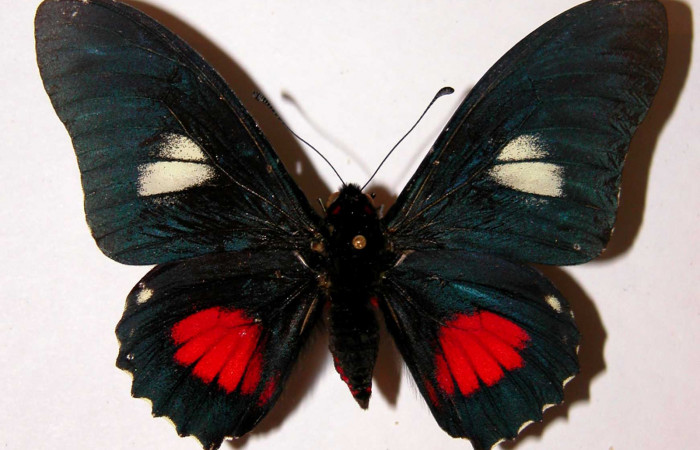 Figura 9. Adulto de <i>Mimoides clusoculis</i> (Papilionidae), macho vista dorsal, localidad Sendero Abajo Sector Cacao ACG (1020m). Voucher: 99-SRNP-330-DHJ34396.jpg.