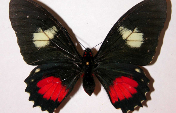 Figura 1. Adulto de <i>Mimoides clusoculis</i> (Papilionidae), vista dorsal, localidad Sendero Abajo Sector Cacao ACG (1020m). Voucher: 99-SRNP-336-DHJ34392.jpg.