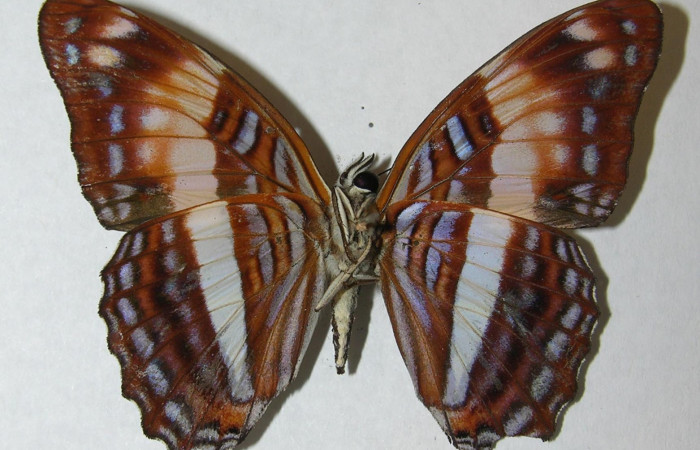 Fig. 10. Adulto <i>Adelpha adstricta</i>. Vista ventral.  Voucher: 12-SRNP-31503-DHJ569263.jpg