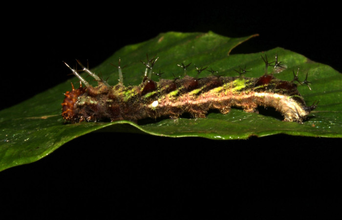 Fig 1.. Larva <i>Adelpha adstricta</i>  último estadío, mostrando parte lateral.    