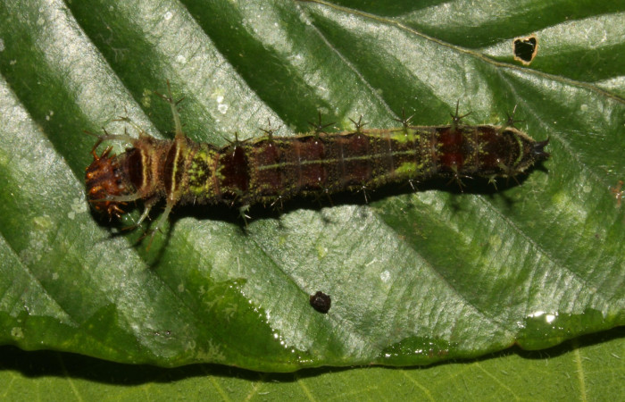 Fig. 3. Larva de <i>Adelpha adstricta</i>. Vista dorsal penúltimo estadío.  Voucher: 12-SRNP-31503-DHJ700027.jpg