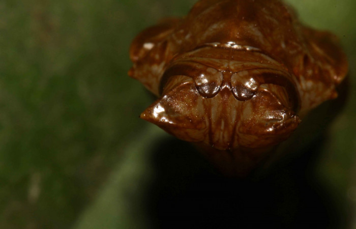 Fig. 8   Pupa <i>Adelpha adstricta</i>.  Vista Frontal.  Voucher: 12-SRNP-31503-DHJ700077.jpg.