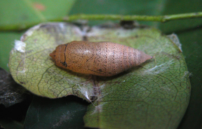 Figura 8. Pupa de <i>Telemiades meris</i> (Hesperiidae), vista dorsal, localidad Bosque Humedo, Sector Santa Rosa ACG (290m). Voucher: 03-SRNP-27835-DHJ401272.jpg.